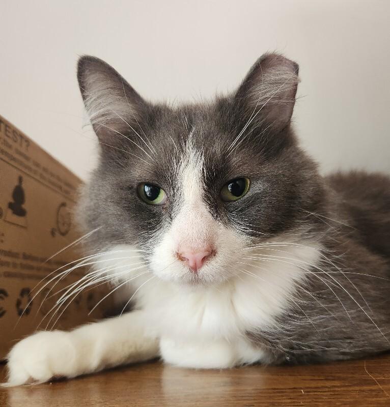 Enlarge Luke, a Adoptable Domestic Long Hair in Grand Rapids, MI image 2/4