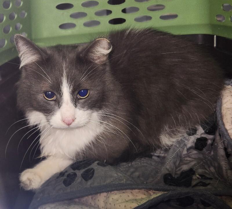 Enlarge Luke, a Adoptable Domestic Long Hair in Grand Rapids, MI image 1/1