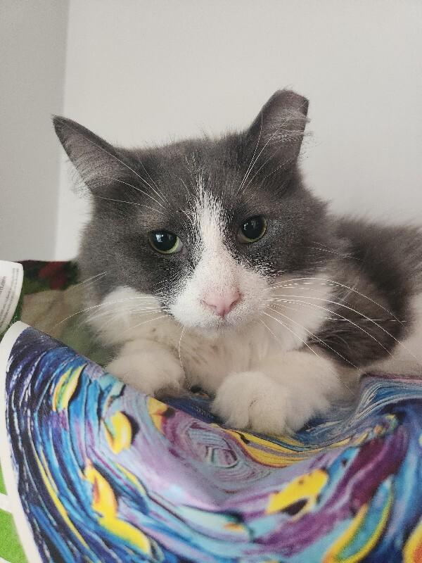 Enlarge Luke, a Adoptable Domestic Long Hair in Grand Rapids, MI image 4/4