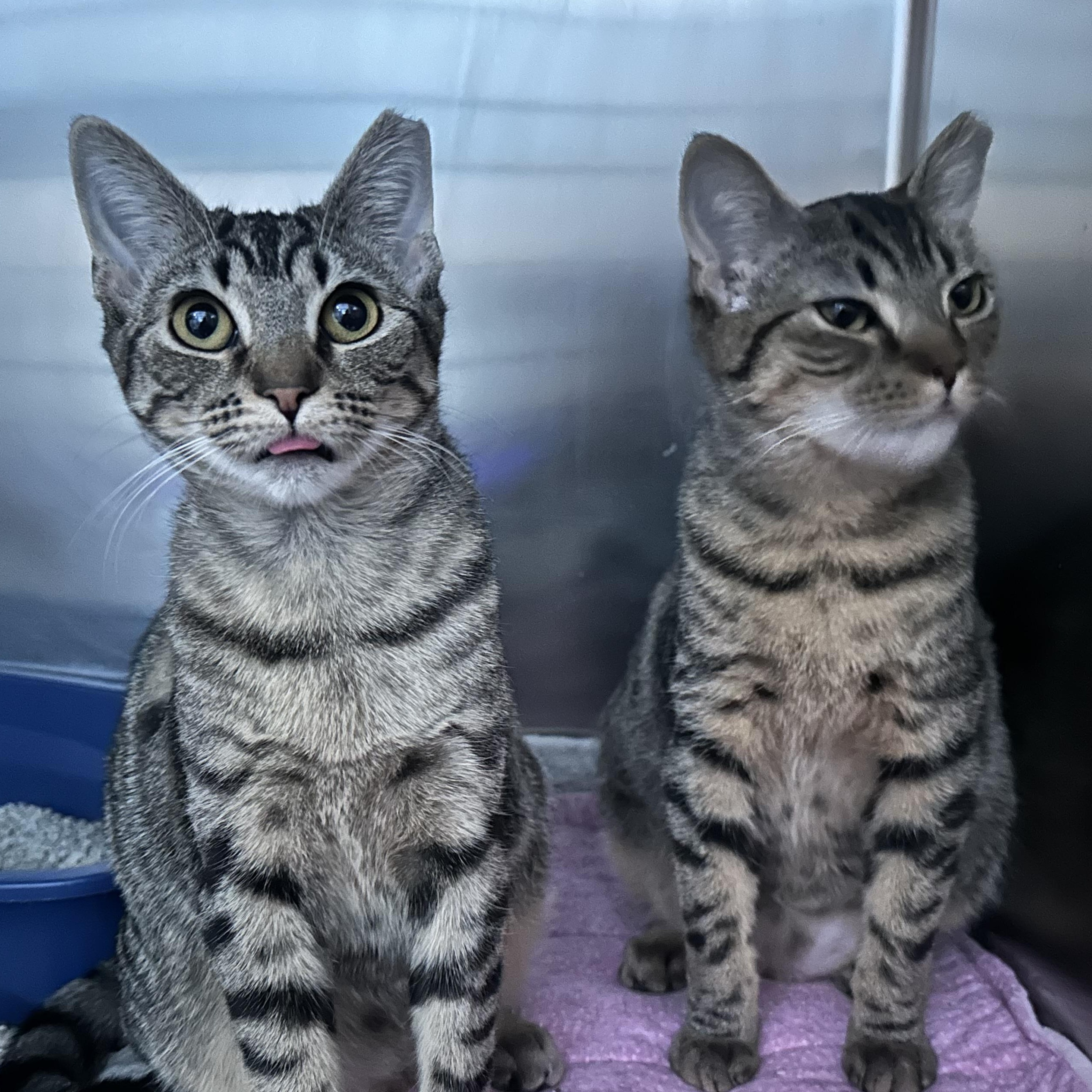 Enlarge Faline & Bambi Sisters Waiting A Long Time , a ADOPTABLE Domestic Short Hair in Clifton, NJ image 2/6