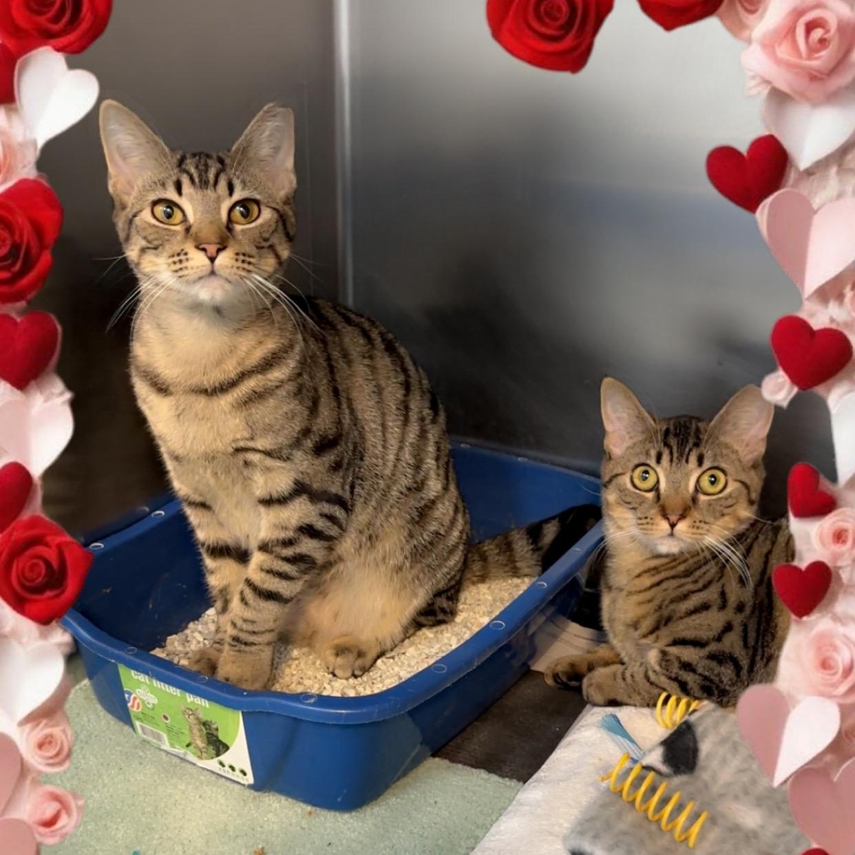 Enlarge Faline & Bambi Sisters Waiting A Long Time , a ADOPTABLE Domestic Short Hair in Clifton, NJ image 1/6