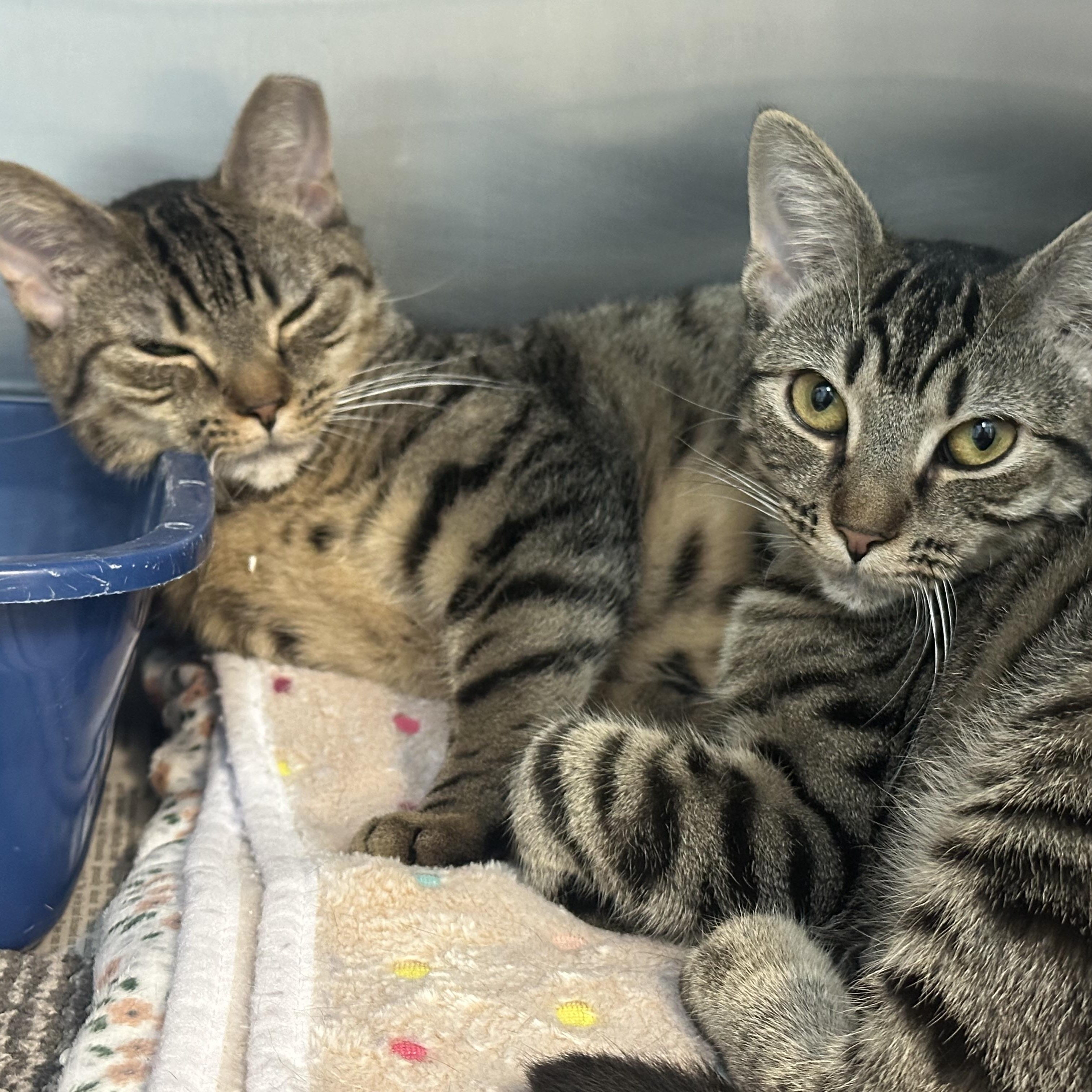 Enlarge Faline & Bambi Sisters Waiting A Long Time , a ADOPTABLE Domestic Short Hair in Clifton, NJ image 6/6