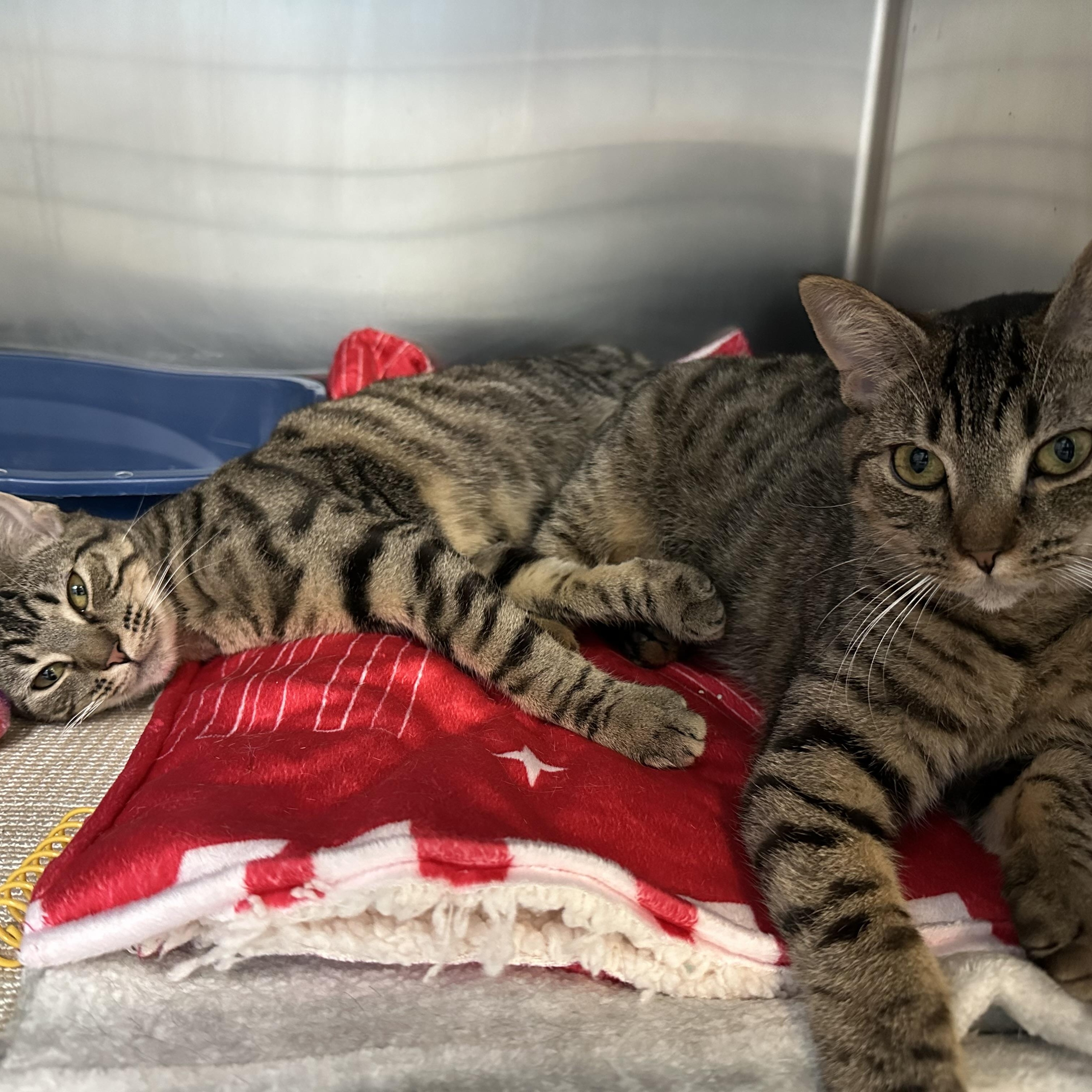 Enlarge Faline & Bambi Sisters Waiting A Long Time , a ADOPTABLE Domestic Short Hair in Clifton, NJ image 4/6