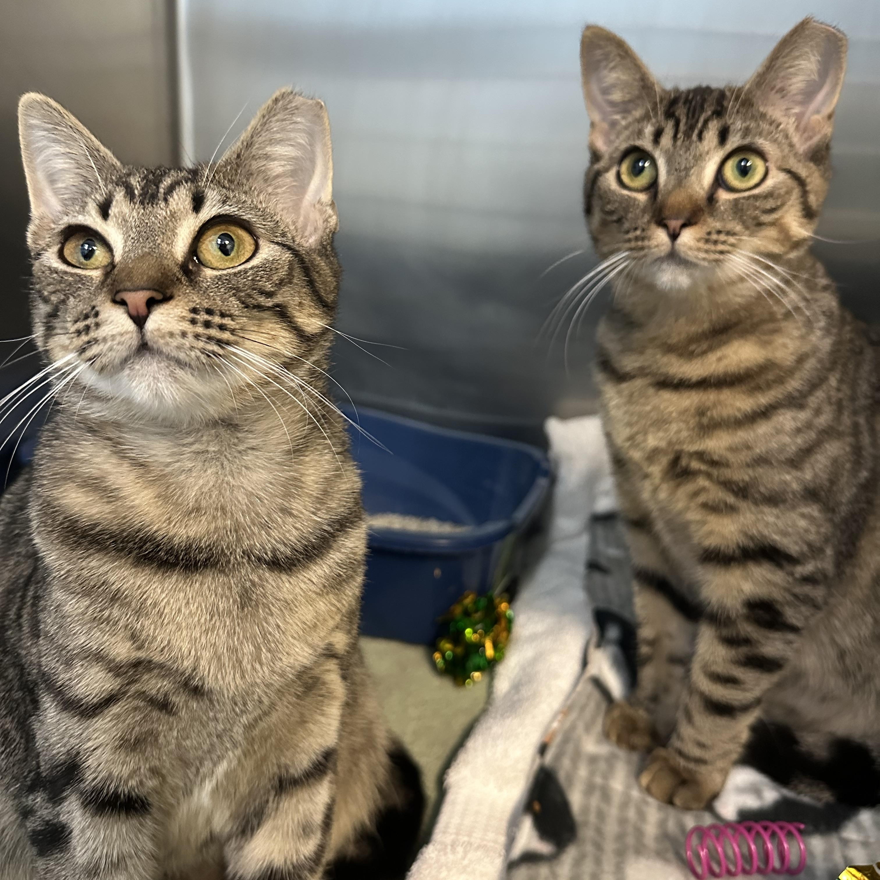 Enlarge Faline & Bambi Sisters Waiting A Long Time , a ADOPTABLE Domestic Short Hair in Clifton, NJ image 3/6