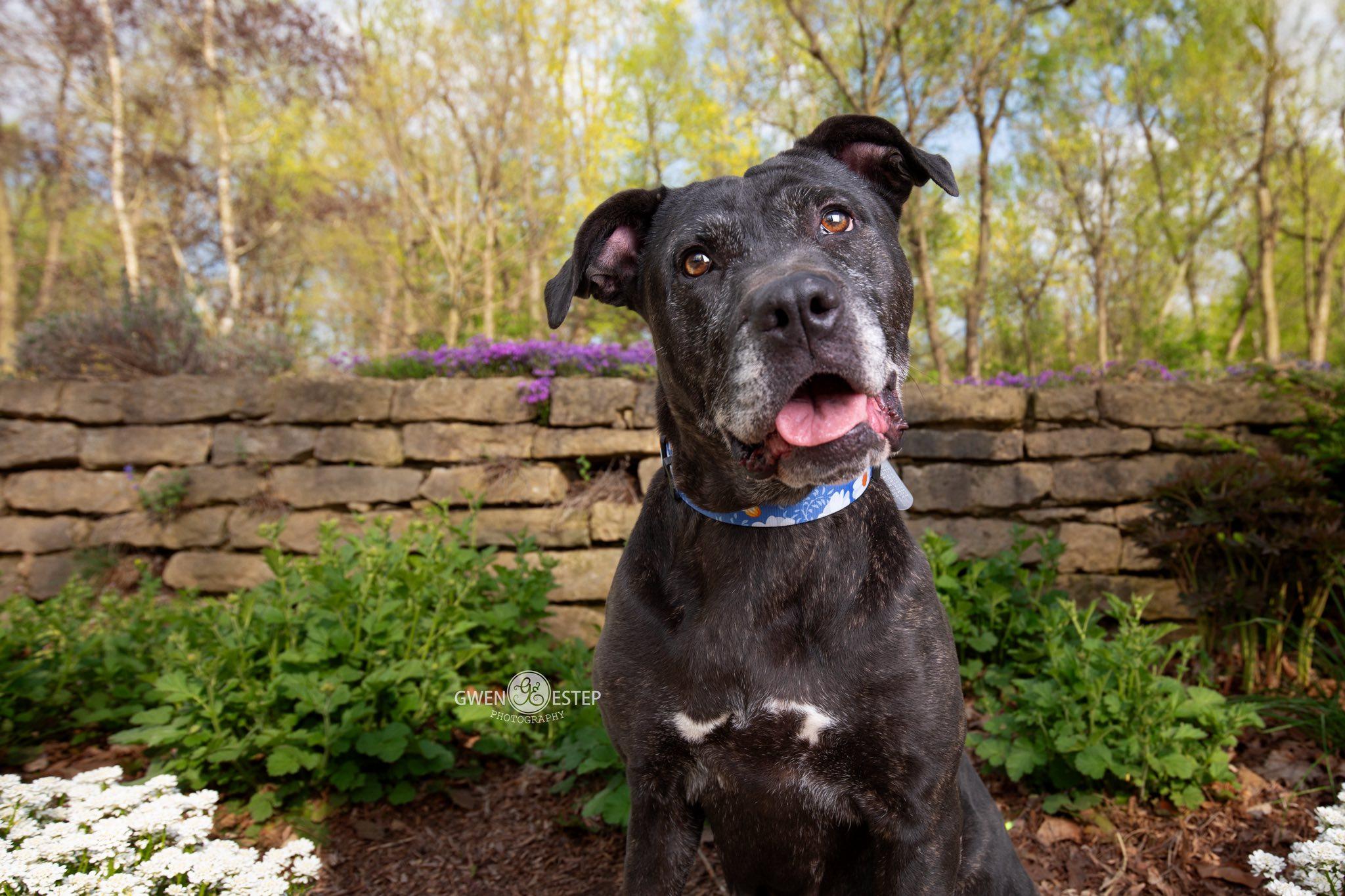 Enlarge Lilith, a Adoptable mixed breed in Dayton, OH image 6/6