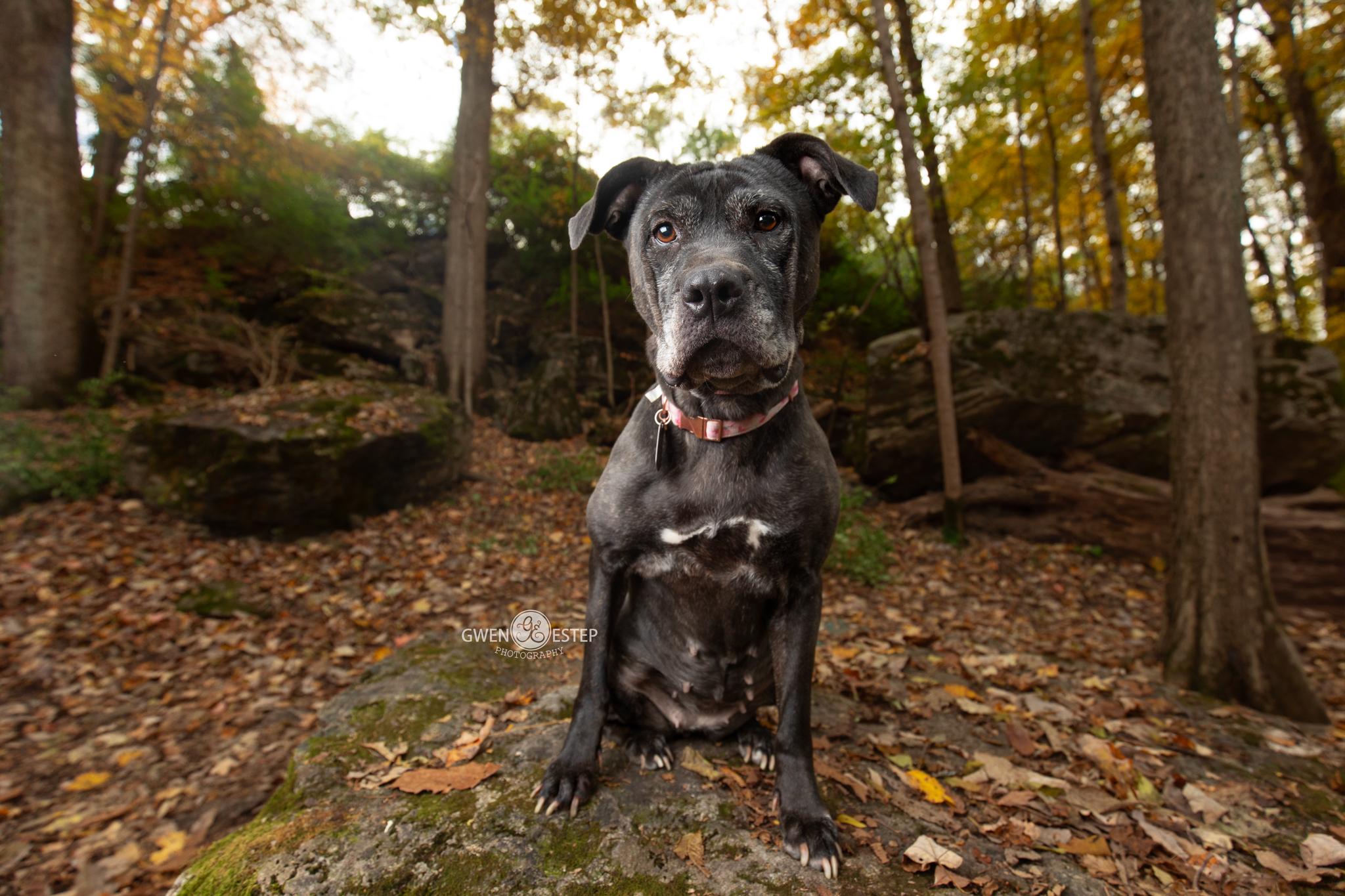 Lilith, Adoptable, Senior Female Mastiff & Pit Bull Terrier.
