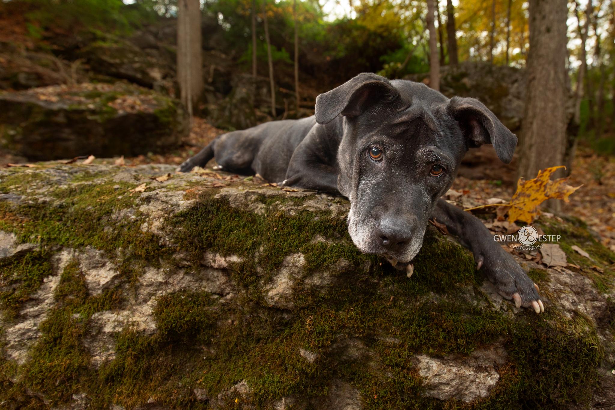 Enlarge Lilith, a Adoptable mixed breed in Dayton, OH image 2/6