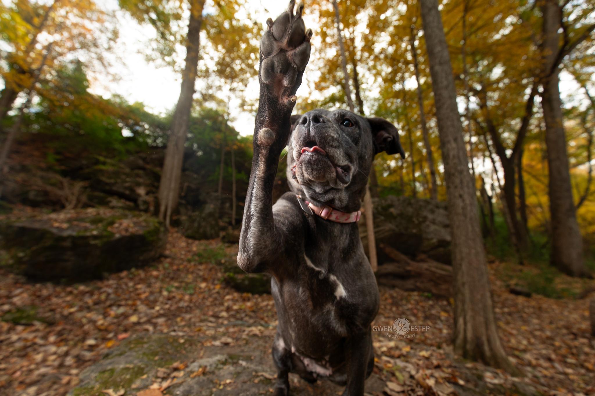 Enlarge Lilith, a Adoptable mixed breed in Dayton, OH image 3/6