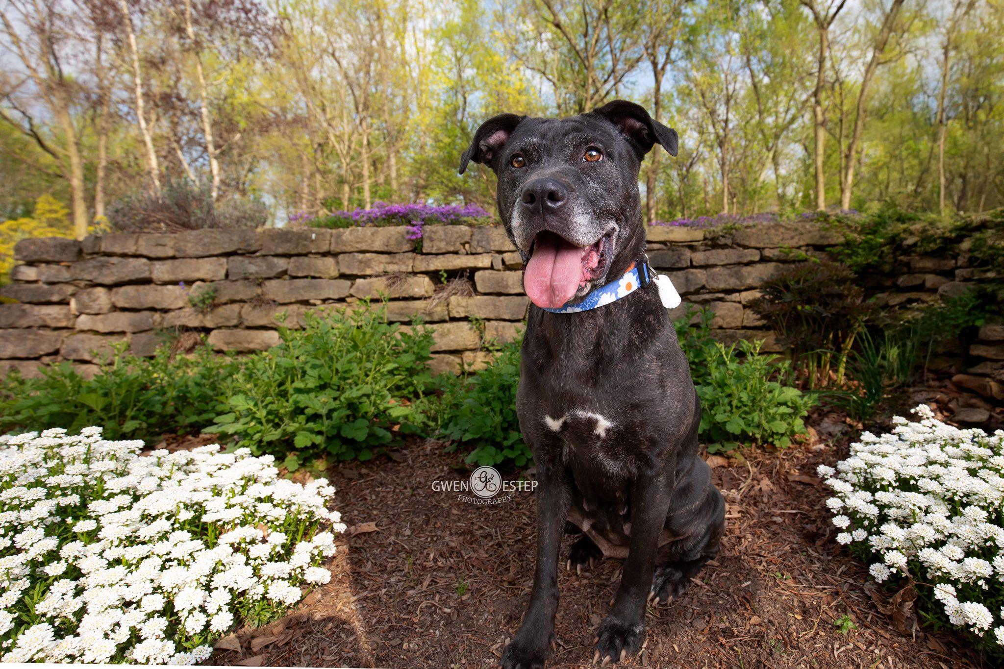 Lilith, Adoptable, Senior Female Mastiff & Pit Bull Terrier.