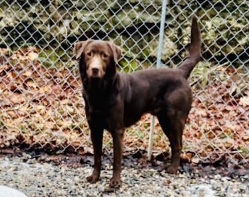 Ares, an adoptable mixed breed in Killingworth, CT image 2/4