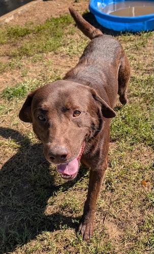 Ares, Adoptable, Young Male Chocolate Labrador Retriever.