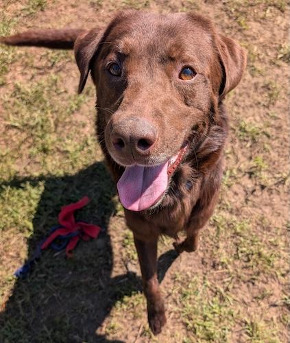 Ares, a Adoptable mixed breed in Killingworth, CT image 2/4