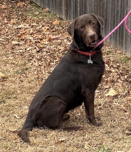 Ares, adoptable, Adult Male Chocolate Labrador Retriever.