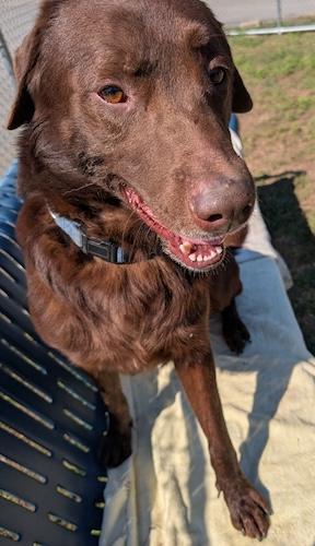 Ares, a Adoptable mixed breed in Killingworth, CT image 3/4