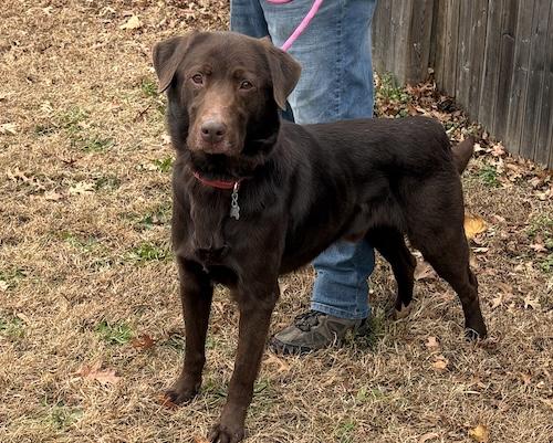 Ares, an adoptable mixed breed in Killingworth, CT image 3/4