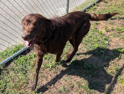 Ares, a Adoptable mixed breed in Killingworth, CT image 4/4