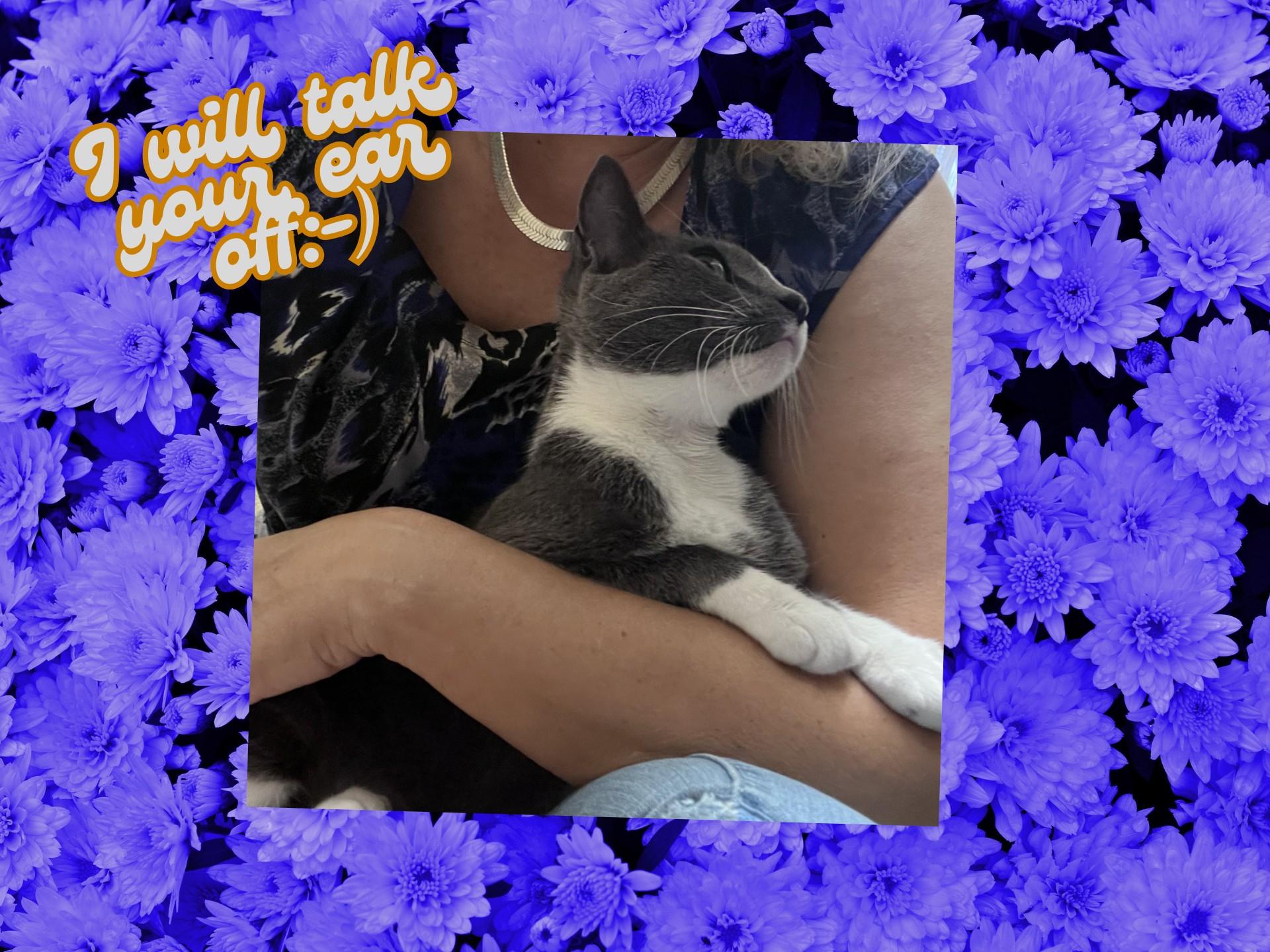 Enlarge Chloe, a Adopted Domestic Short Hair in Orlando, FL image 2/3
