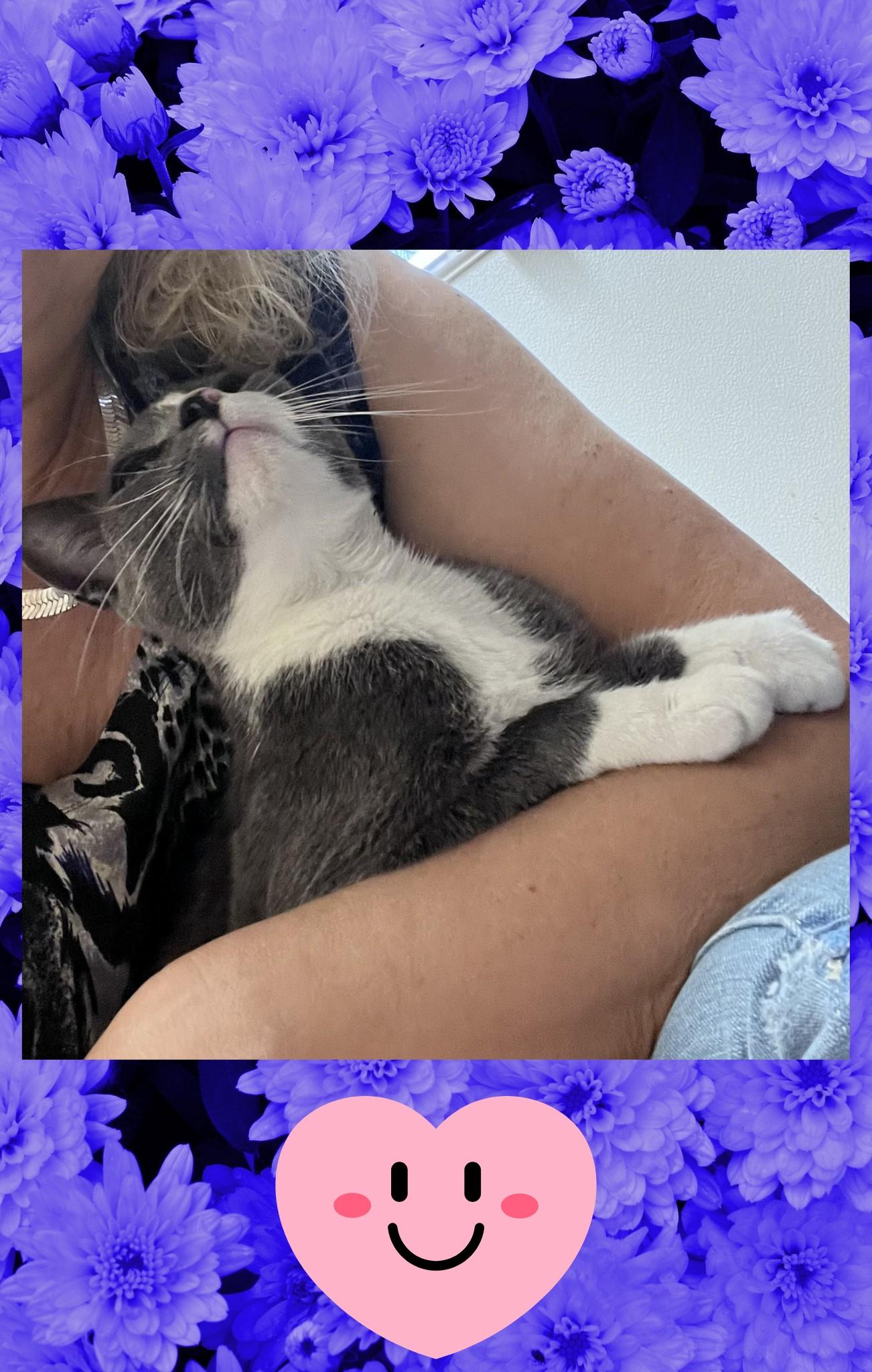 Enlarge Chloe, a Adopted Domestic Short Hair in Orlando, FL image 3/3