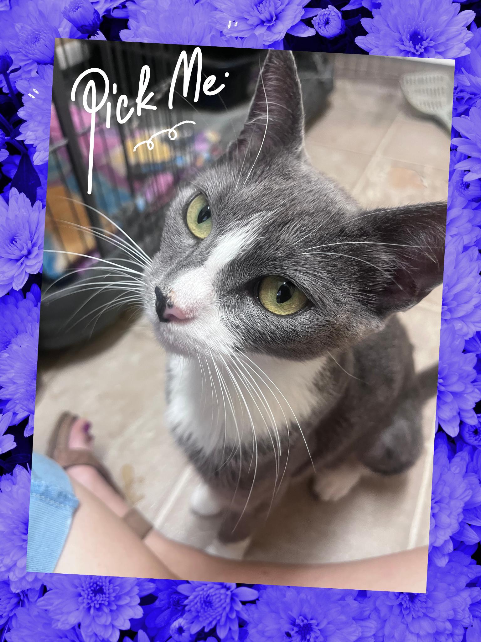 Chloe, Adopted, Adult Female Domestic Short Hair.