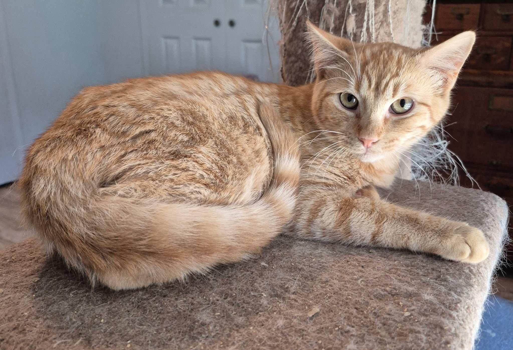 Enlarge Neville and Angus, a ADOPTABLE Tabby in Houston, TX image 3/5