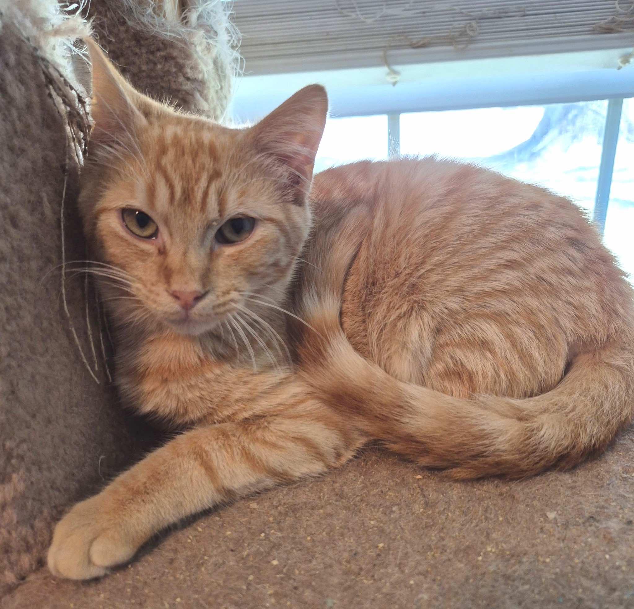 Enlarge Neville and Angus, a ADOPTABLE Tabby in Houston, TX image 4/5