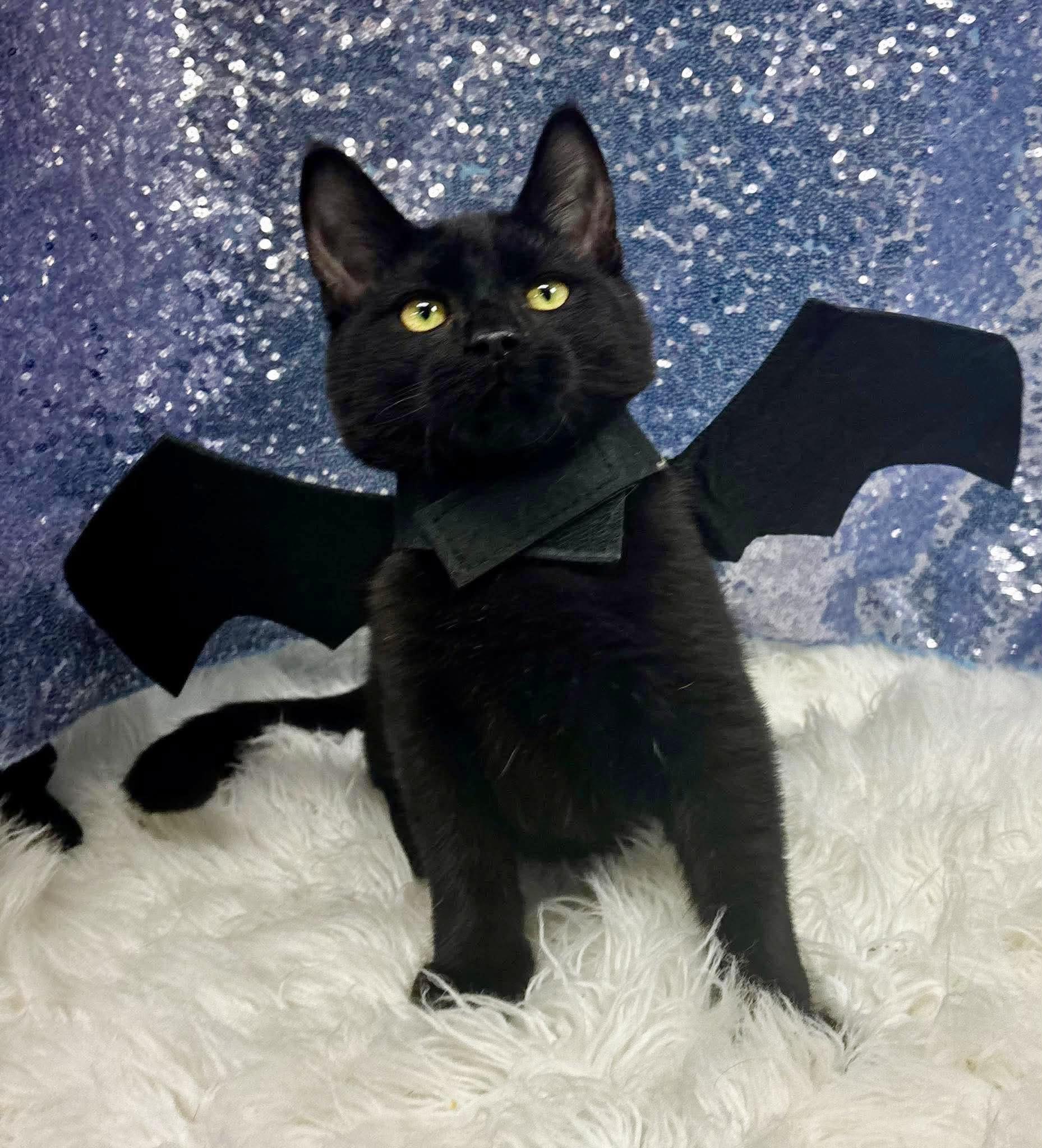 Jack Fruit is HILARIOUS and THE SWEETEST - watch video - CAN GO SOLO, Adopted, Kitten Male Bombay.