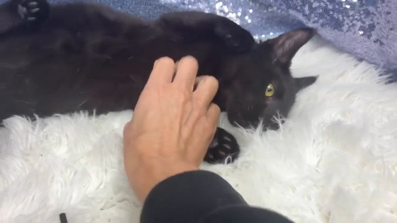 Enlarge Jack Fruit is HILARIOUS and THE SWEETEST - watch video - CAN GO SOLO, a Adopted mixed breed in Bedford Hills, NY video 2/6