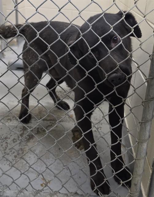 WARREN, Adoptable, Adult Male Husky & Labrador Retriever.