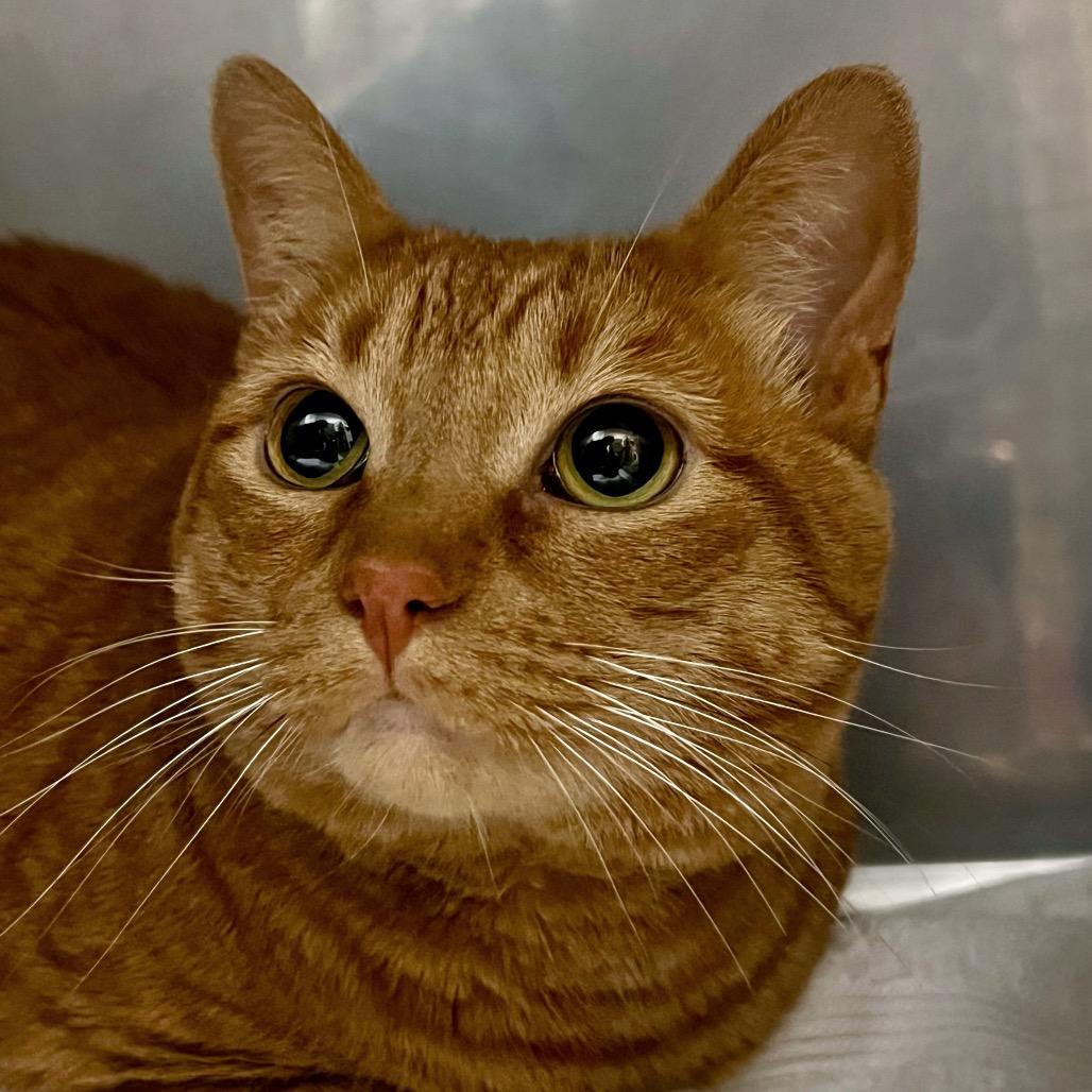 LunaMay, Adoptable, Adult Female Domestic Short Hair.