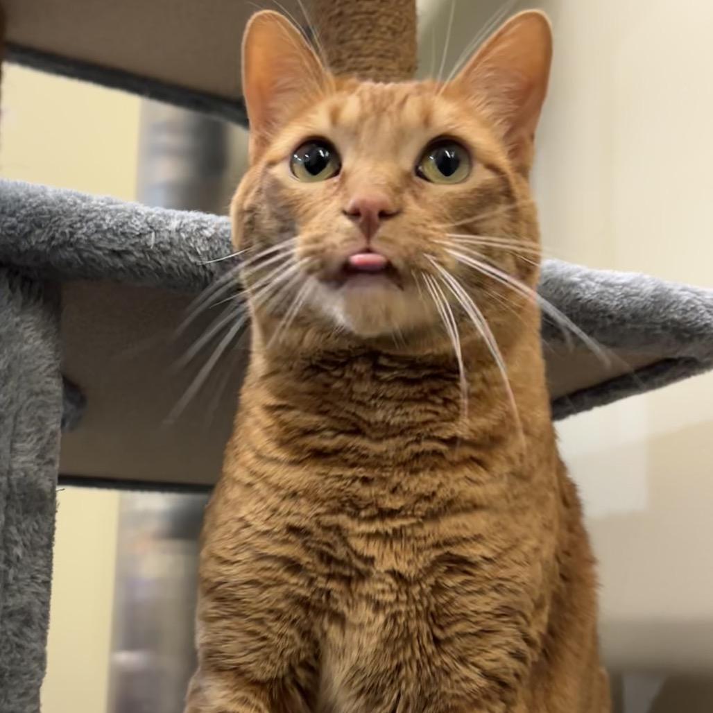 Enlarge LunaMay, a Adoptable Domestic Short Hair in Morgan Hill, CA image 2/5