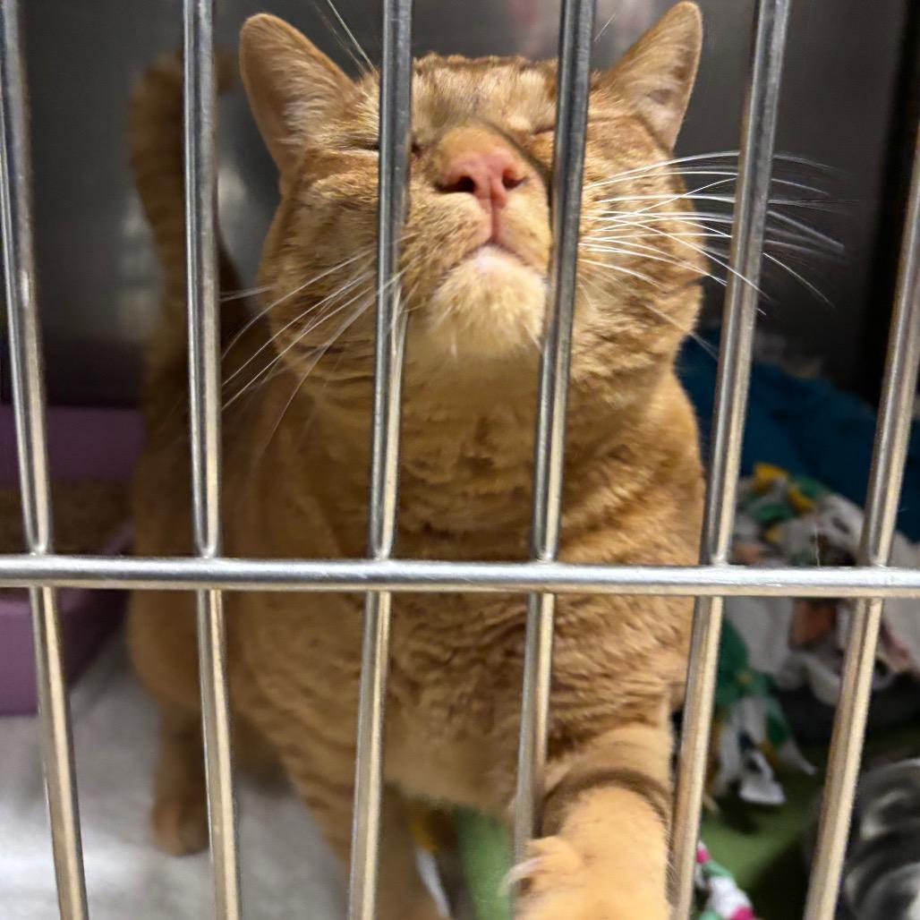 Enlarge LunaMay, a Adoptable Domestic Short Hair in Morgan Hill, CA image 3/5