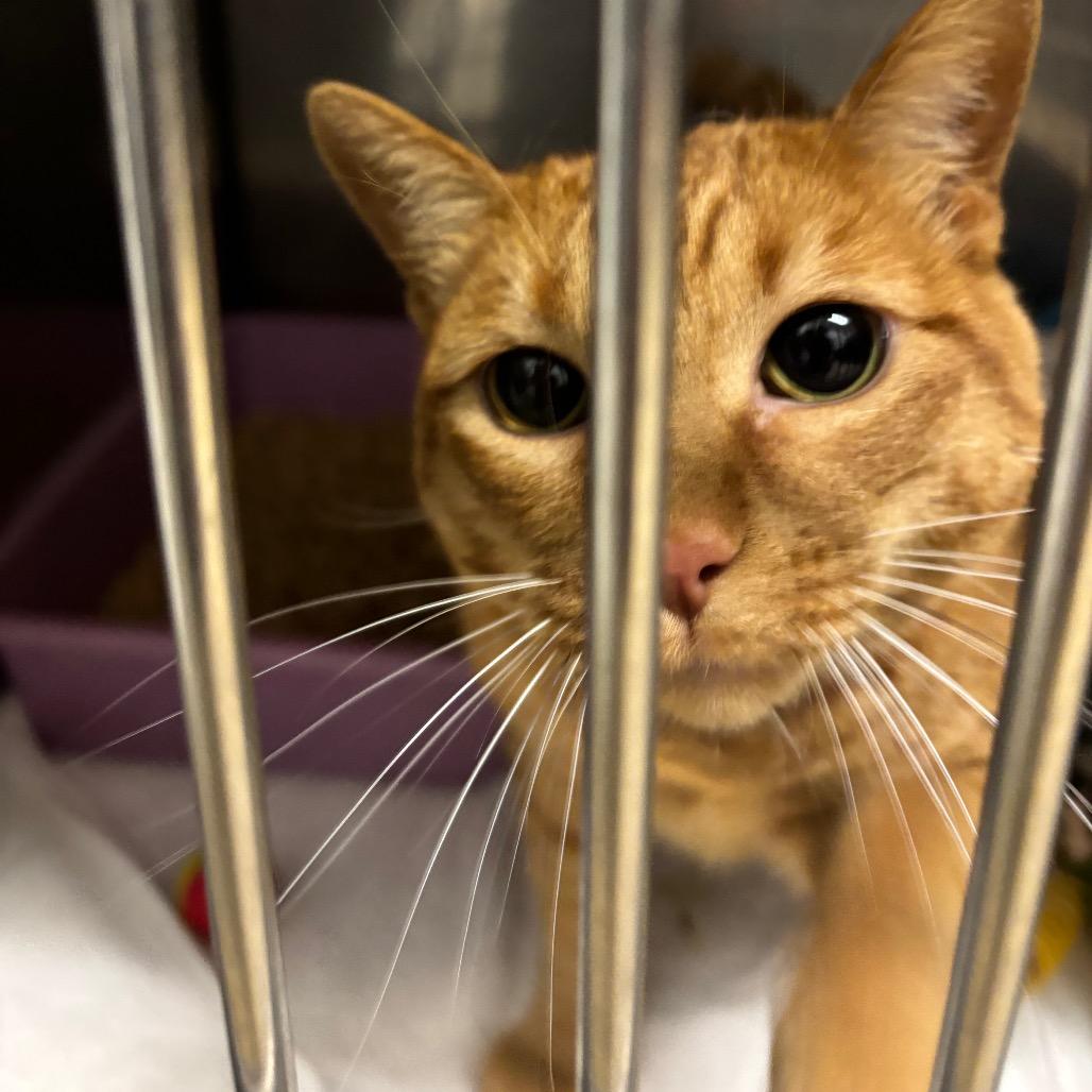 Enlarge LunaMay, a Adoptable Domestic Short Hair in Morgan Hill, CA image 5/5