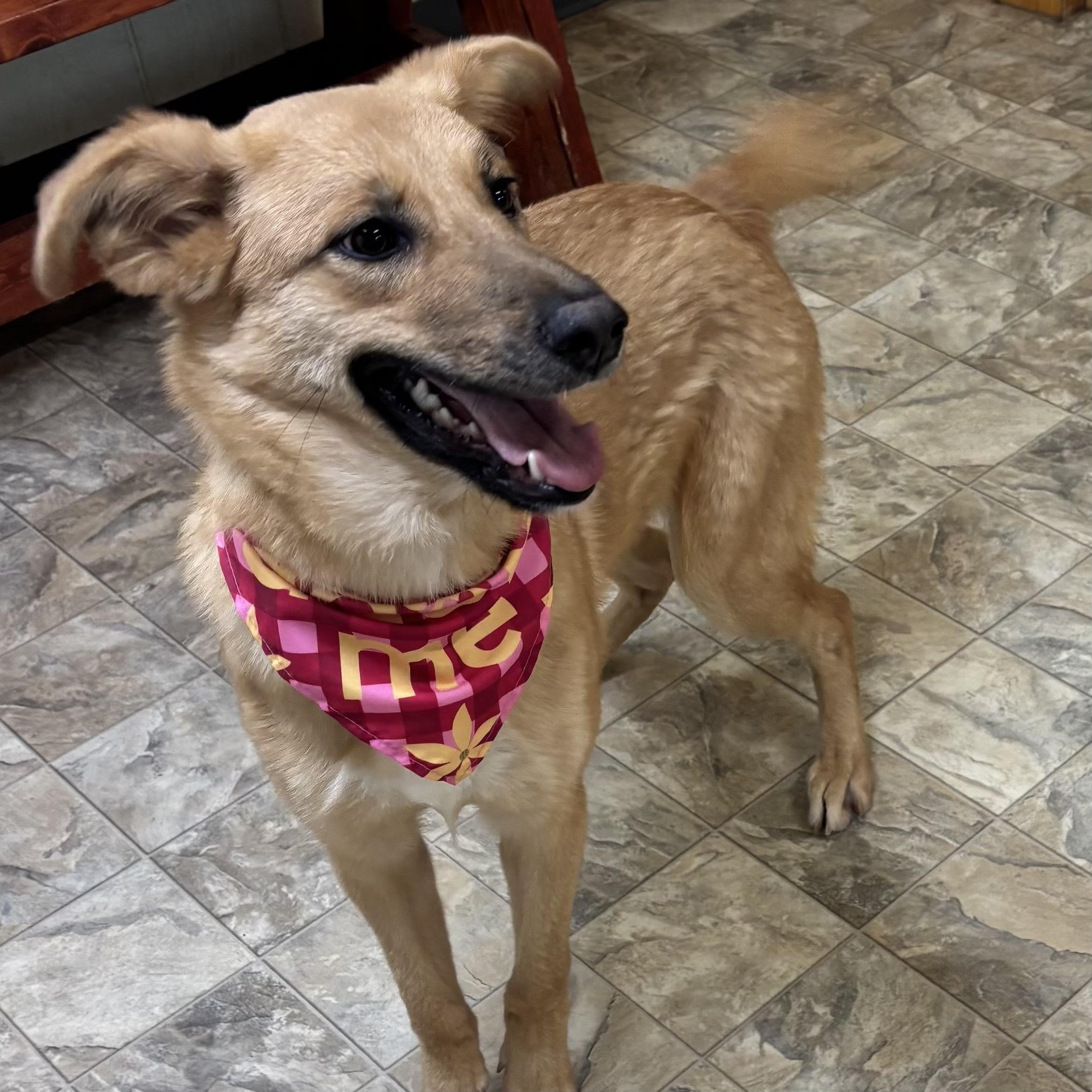Destiny, a ADOPTABLE mixed breed in Pilot Point, TX image 3/5