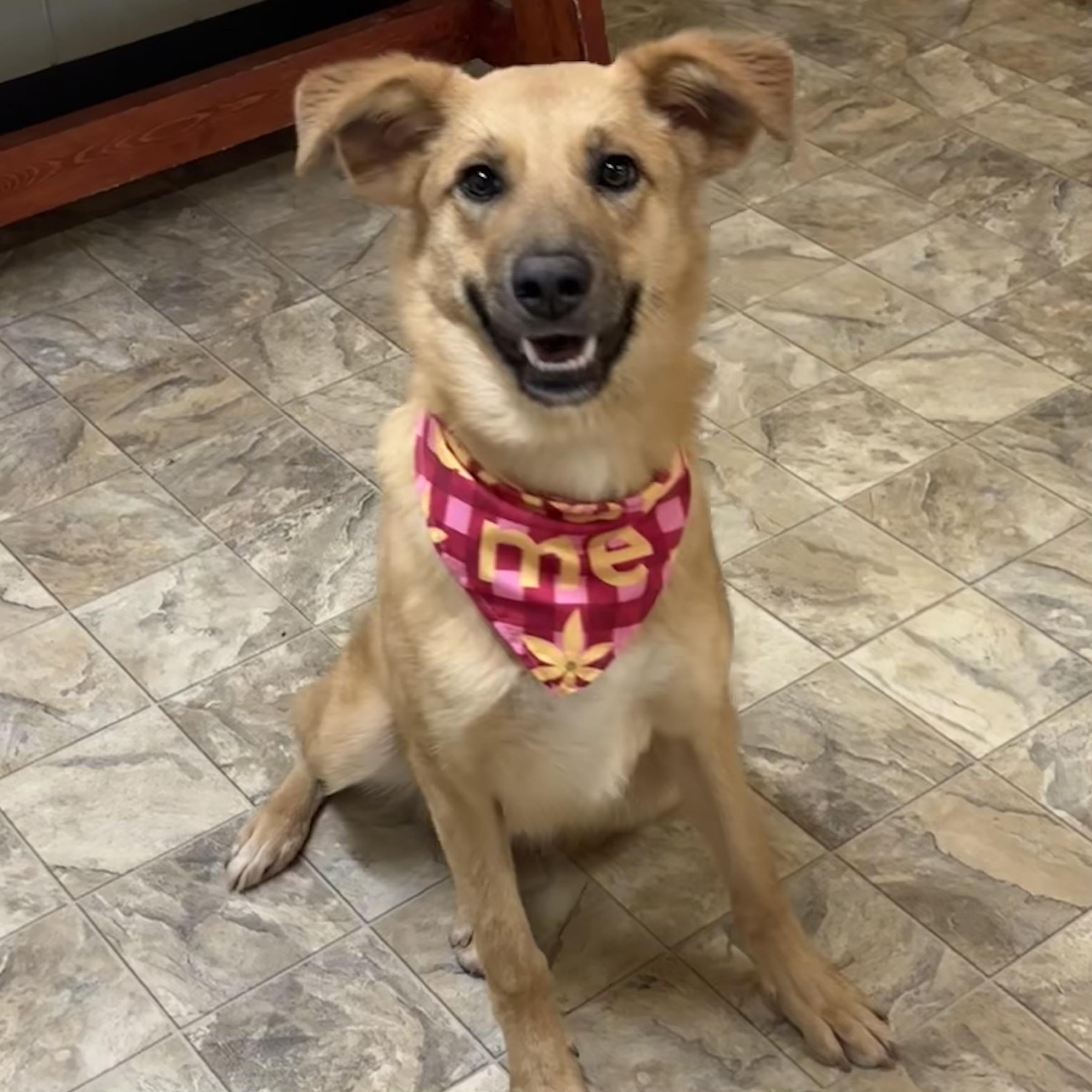 Destiny, a ADOPTABLE mixed breed in Pilot Point, TX image 4/5