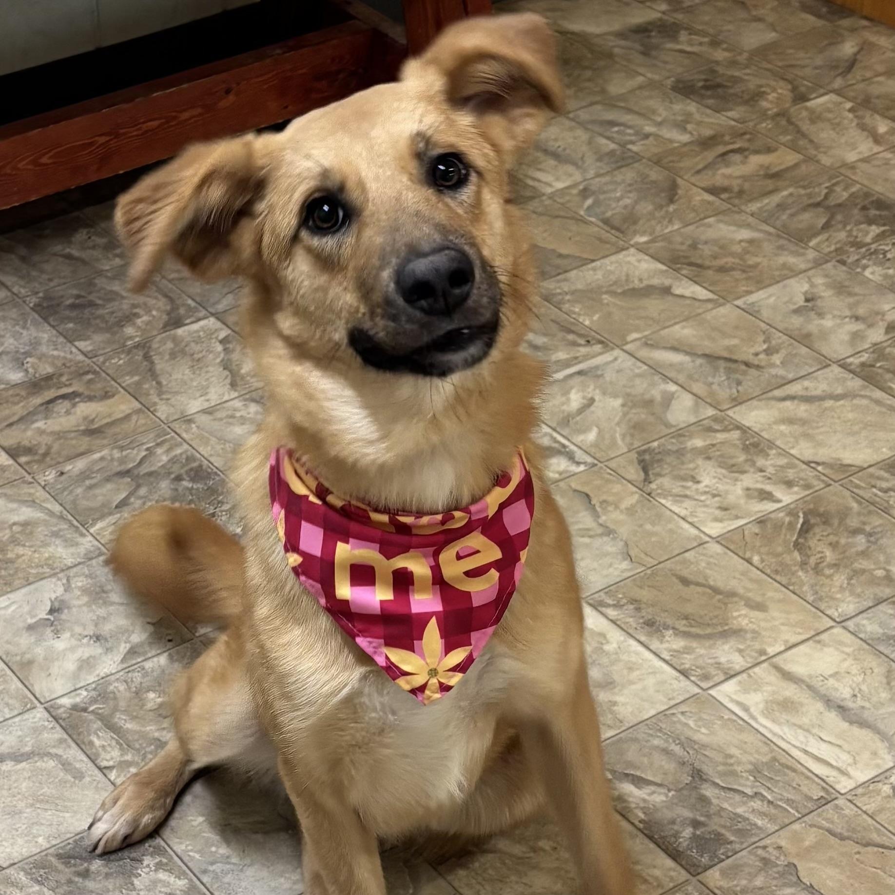 Destiny, a ADOPTABLE mixed breed in Pilot Point, TX image 2/5