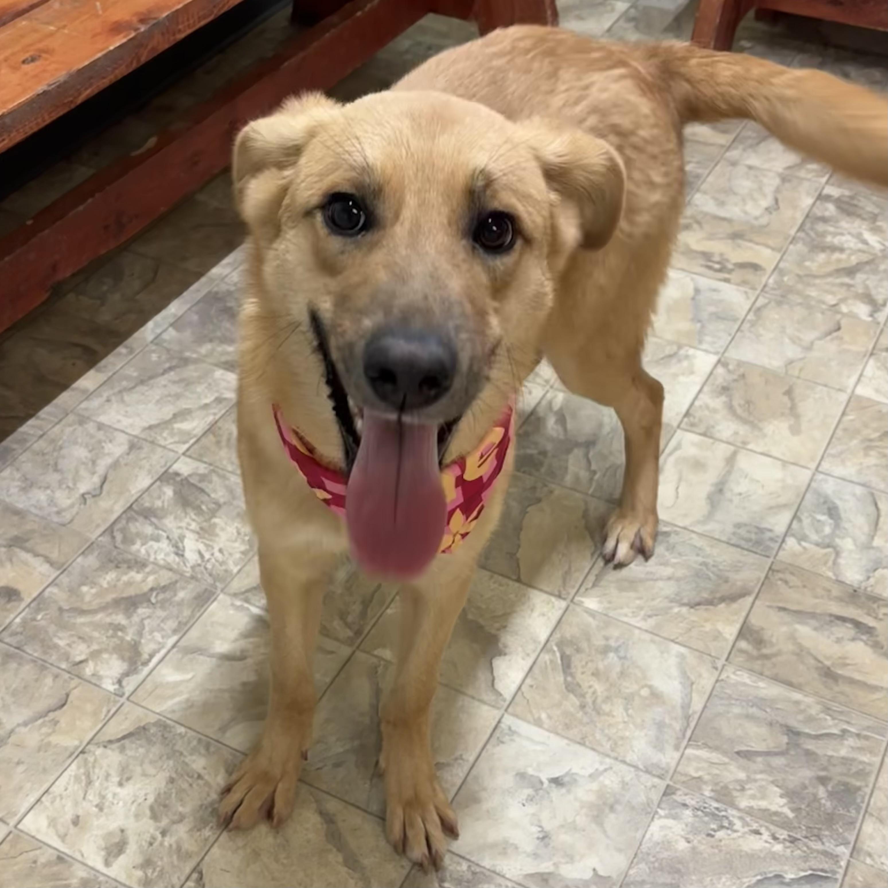 Destiny, a ADOPTABLE mixed breed in Pilot Point, TX image 1/5
