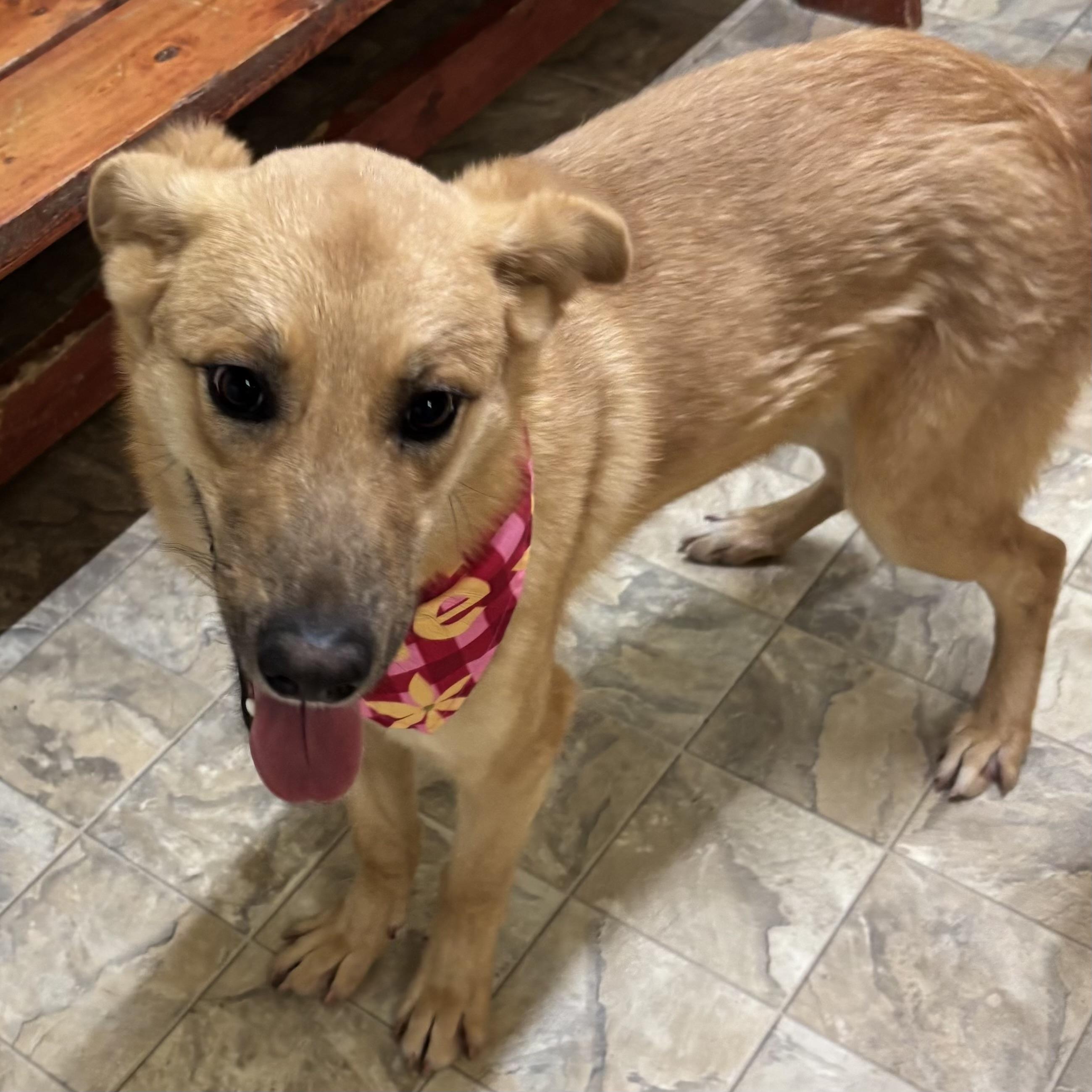 Destiny, a ADOPTABLE mixed breed in Pilot Point, TX image 5/5