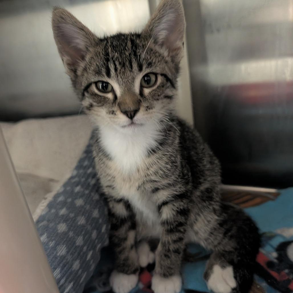 Enoki, Adoptable, Kitten Male Domestic Short Hair.