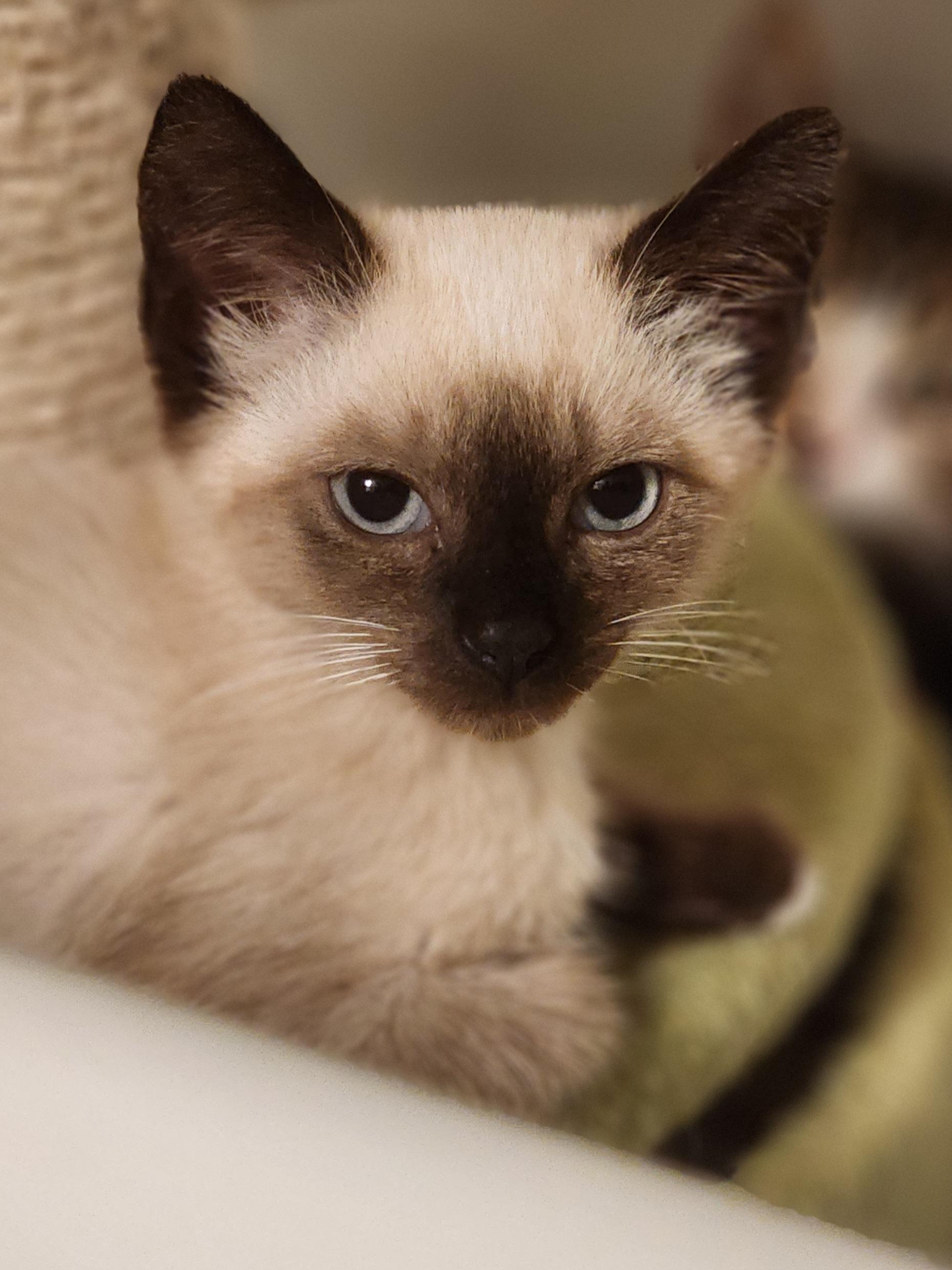 Dale, an adoptable Domestic Short Hair in Bristol, TN_image-1