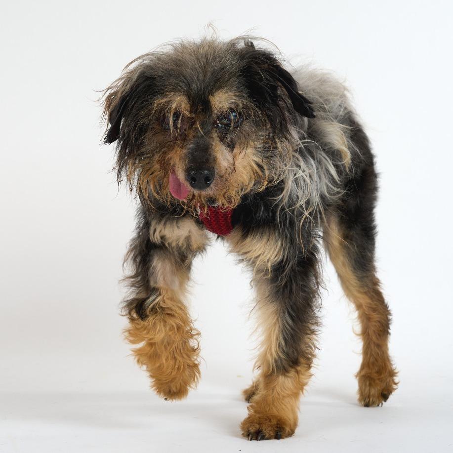 Grover 13704, Adoptable, Senior Male Yorkshire Terrier.