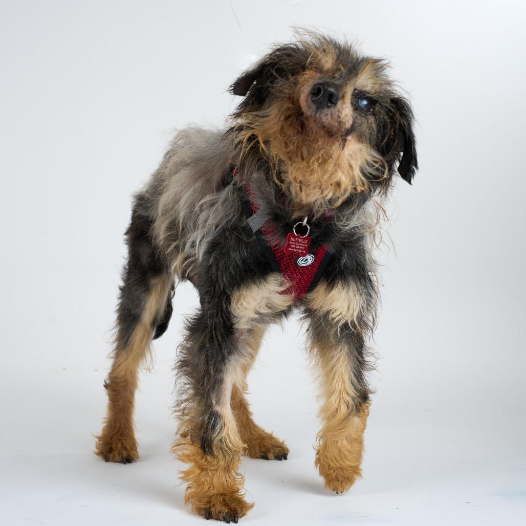 Enlarge Grover 13704, a Adoptable Yorkshire Terrier in San Francisco, CA image 2/6