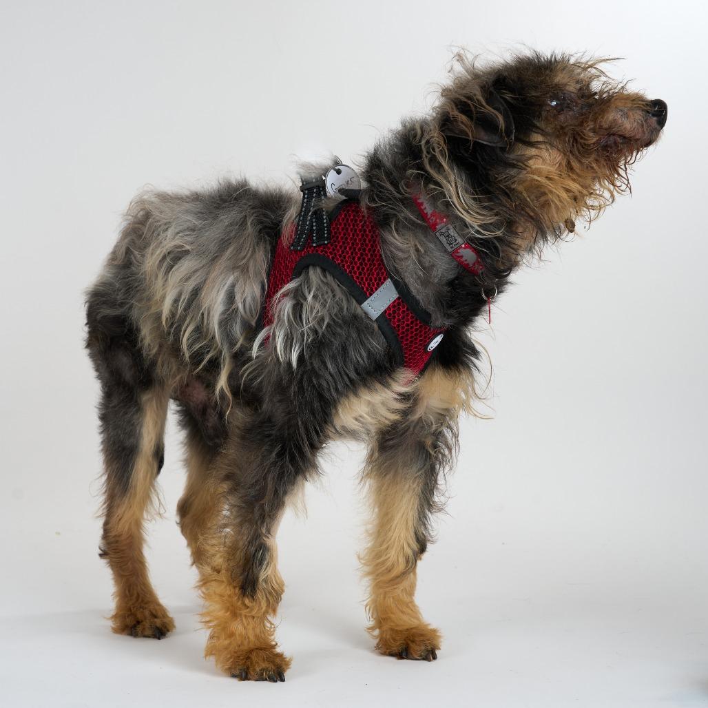 Enlarge Grover 13704, a Adoptable Yorkshire Terrier in San Francisco, CA image 3/6
