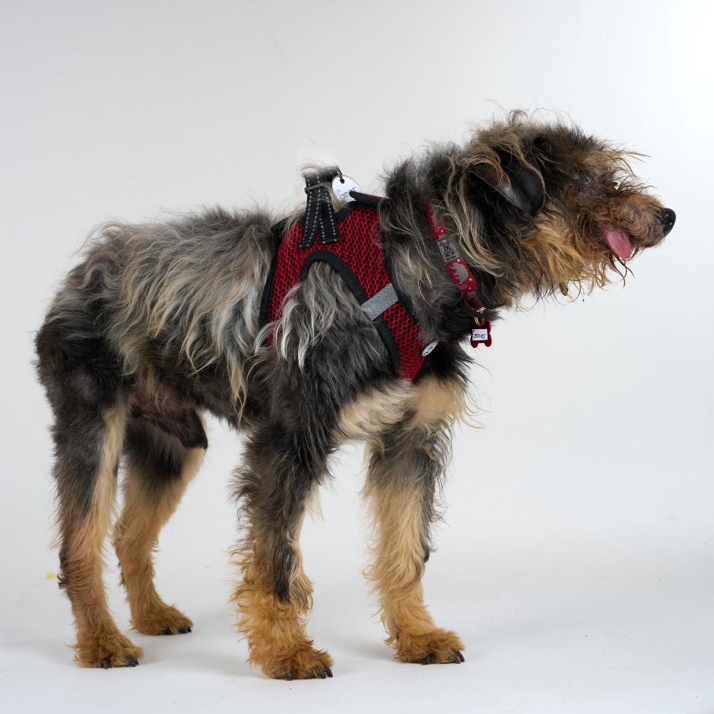 Enlarge Grover 13704, a Adoptable Yorkshire Terrier in San Francisco, CA image 4/6