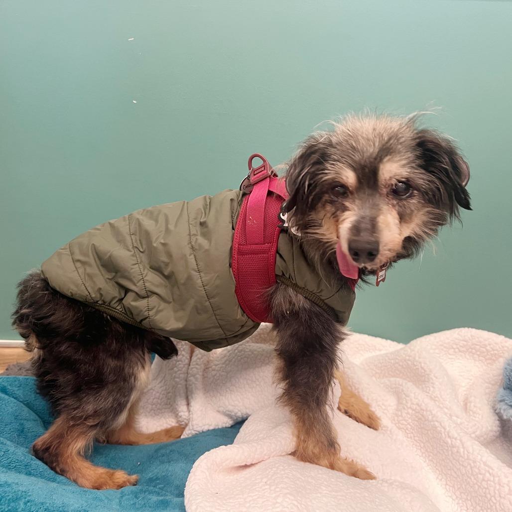 Enlarge Grover 13704, a Adoptable Yorkshire Terrier in San Francisco, CA image 5/6