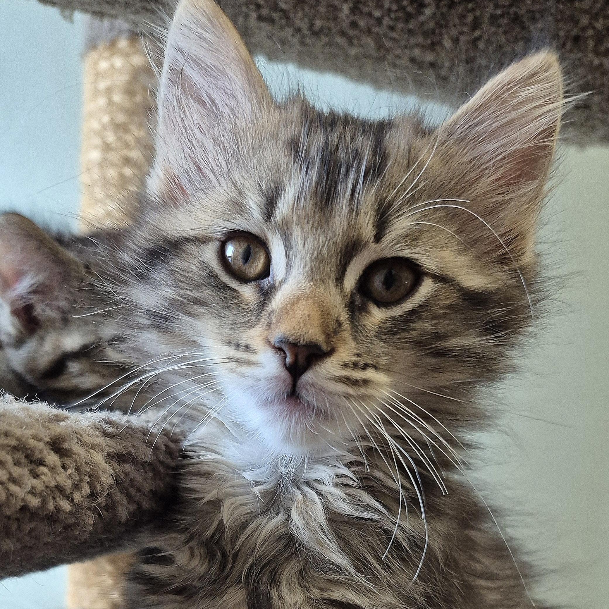 Enlarge Snugglebug, a Adoptable Domestic Short Hair in Tioga, PA image 1/4