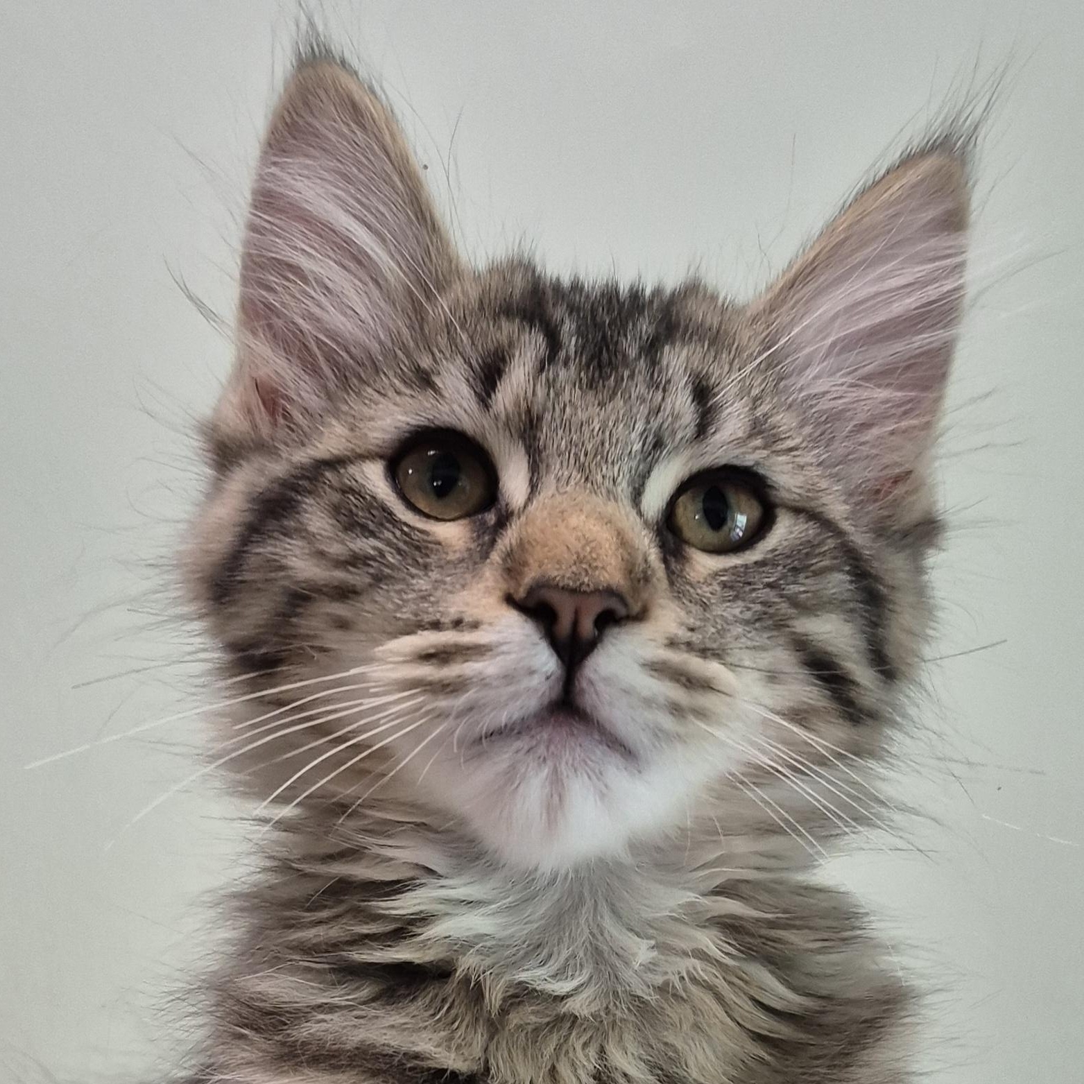 Snugglebug, a Adoptable Domestic Short Hair in Tioga, PA image 1/6