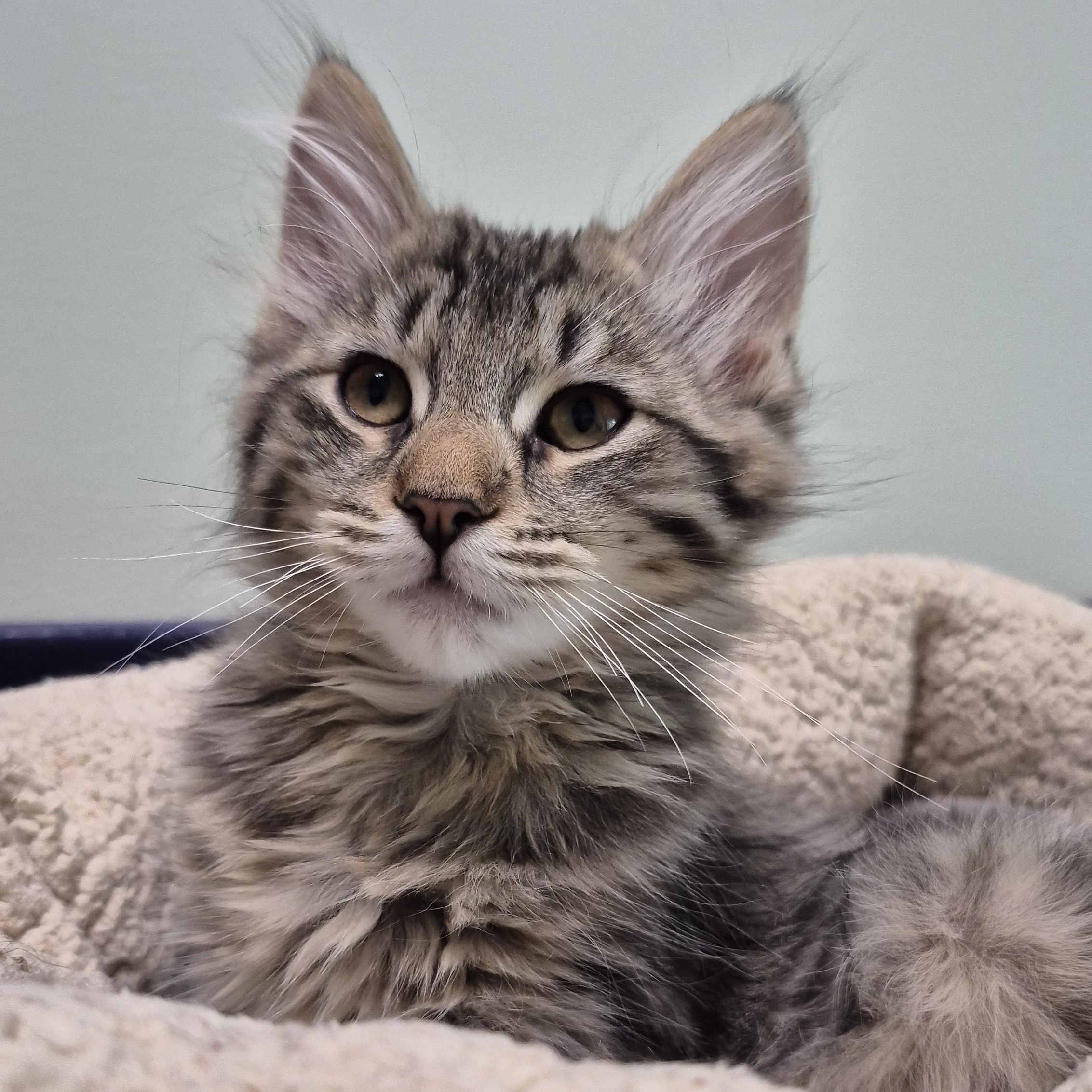 Snugglebug, a Adoptable Domestic Short Hair in Tioga, PA image 2/6