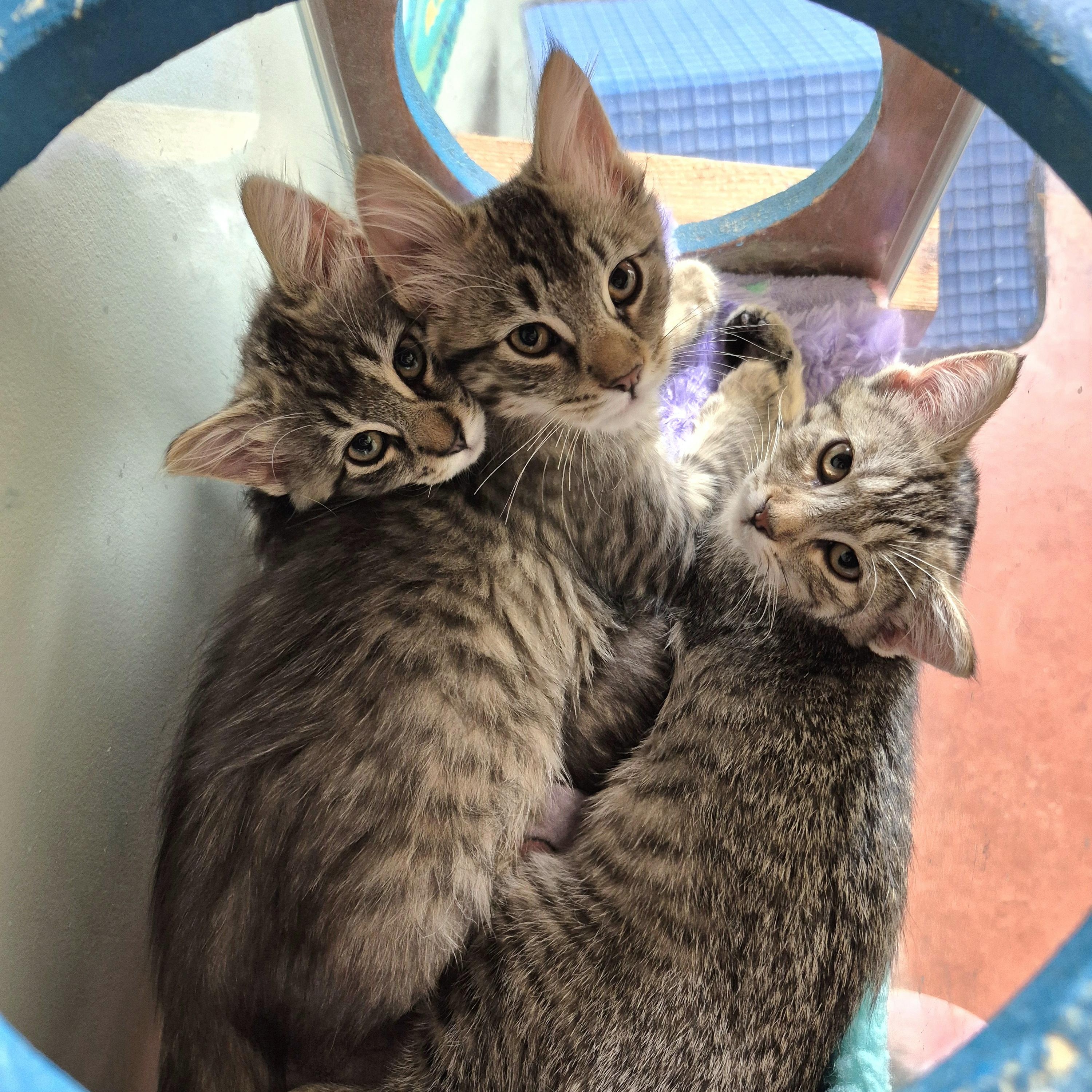 Snugglebug, a Adoptable Domestic Short Hair in Tioga, PA image 4/6