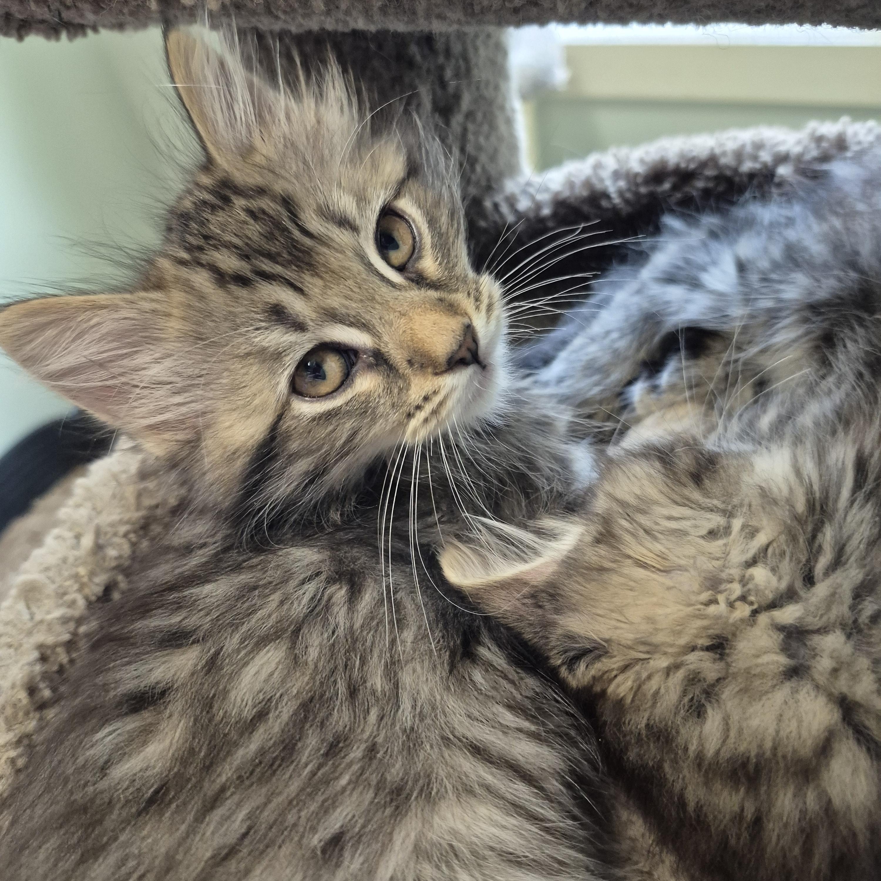 Enlarge Snugglebug, a Adoptable Domestic Short Hair in Tioga, PA image 2/4