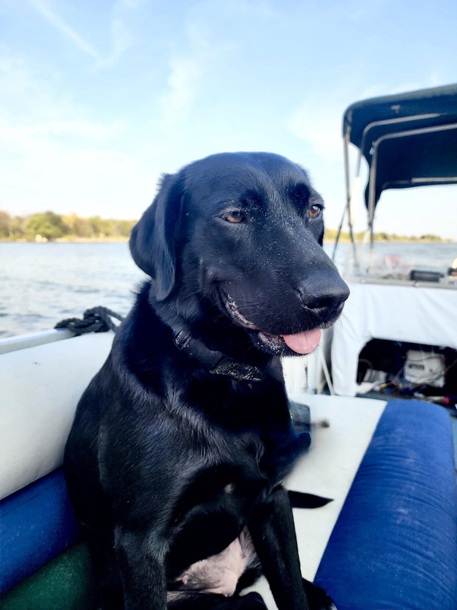 Lilly, a Adoptable Labrador Retriever in Denton, TX image 1/3